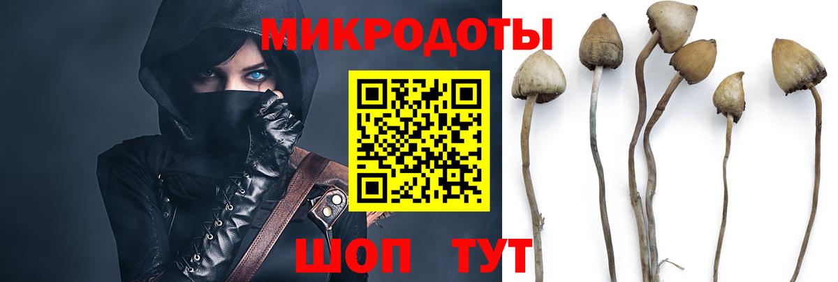 Псилоцибиновые грибы Psilocybine cubensis Балабаново